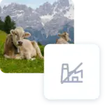 Mucca sdraiata su un prato alpino con montagne innevate sullo sfondo, simbolo di una fabbrica.