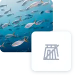 Banco di pesci che nuota in un mare blu.