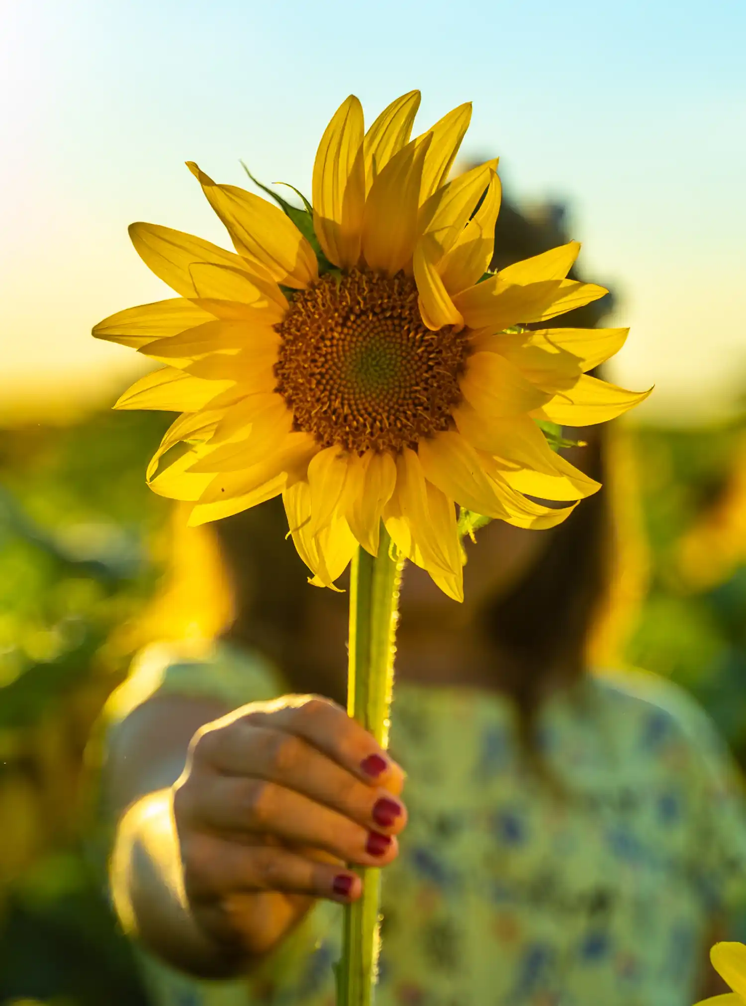 Persona che regge un girasole giallo in un campo con luce solare al tramonto.