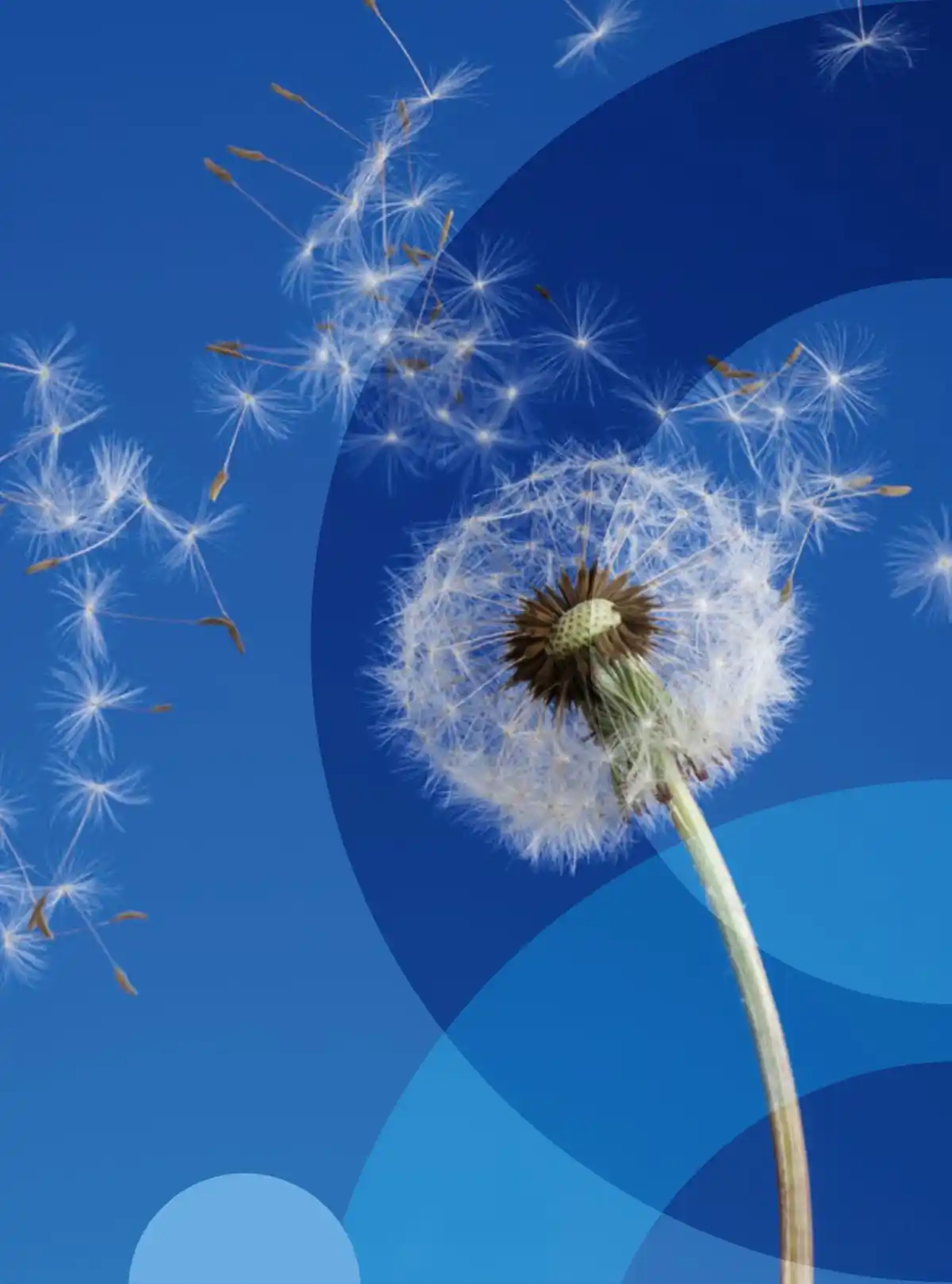 Dente di leone con semi dispersi nel vento su sfondo blu, cerchi sovrapposti.