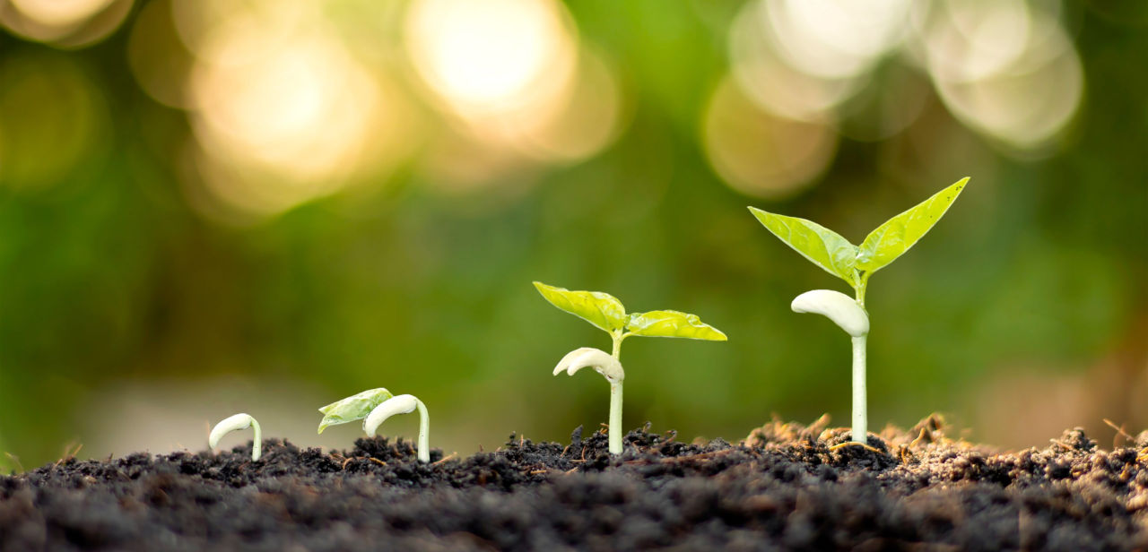 Germogli di piantine verdi in vari stadi di crescita su terreno scuro, sfondo sfocato luminoso.