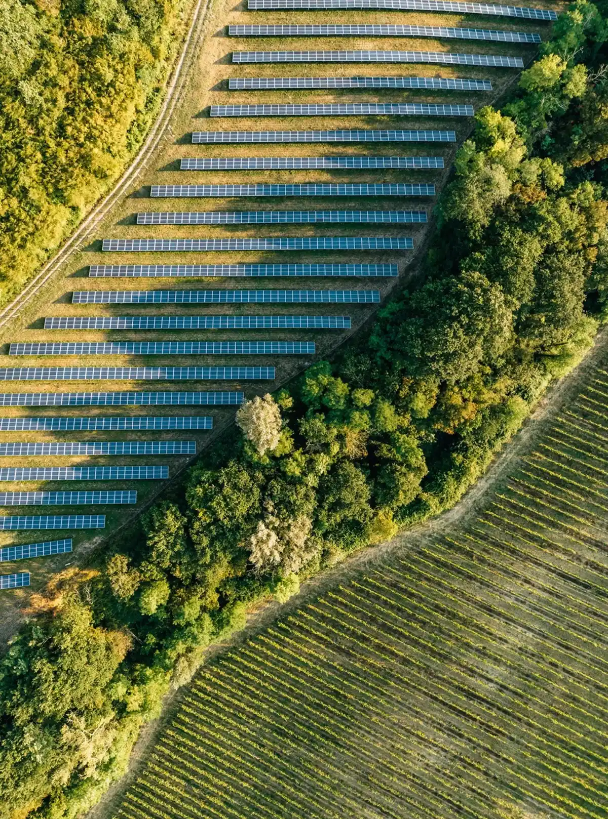 Immagine aerea di pannelli solari in un campo, bordati da alberi e colture agricole.