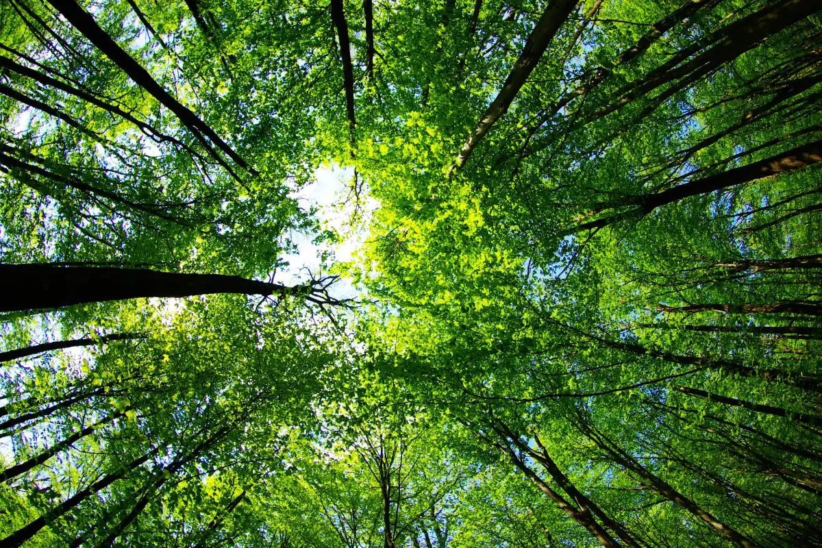 Alberi rappresentativi della riduzione delle emissioni CO₂